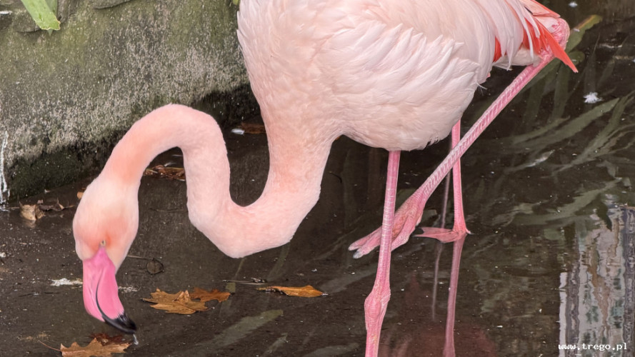 Zdjęcie z galerii posta: Zielone serce Madery – egzotyczna podróż po Ogrodzie Botanicznym w Funchal - Przyroda