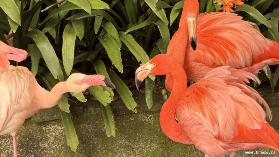 Zdjęcie z galerii posta: Zielone serce Madery – egzotyczna podróż po Ogrodzie Botanicznym w Funchal - Przyroda