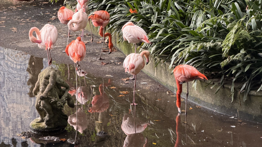 Zielone serce Madery – egzotyczna podróż po Ogrodzie Botanicznym w Funchal